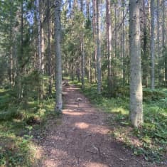 kuvassa metsää, jossa kulkee keskellä maastopyöräreitti.