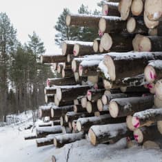 Kuusitukkipino tien varressa. Tukkien päissä on pinkkejä väriläikkiä. 