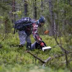 Thaimaalainen marjanpoimija Jongkon Saensee poimii mustikoita kuusamolaisessa metsässä.