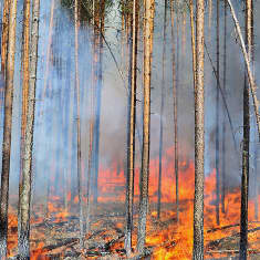 Metsähallituksen ennallistamispoltto eli hallittu metsäpalo.