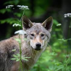 En varg tittar mot kameran medan den står bland växter och blommor i en skog.