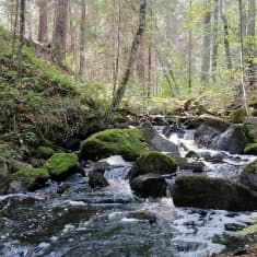 Myllyniityssä metsässä virtaava puro.