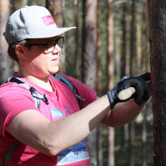 Lippahattupäinen nuori mies poistaa männystä kaarnaa. 