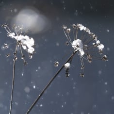 Vanha vuohenputki talventörröttäjänä räntäsateessa.