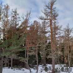 Ruskeaksi muuttuneita mäntyjä talvisessa metsässä.