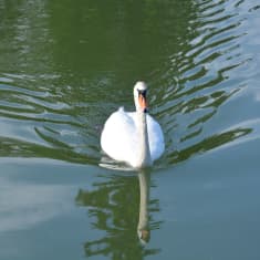 Knölsvan simmar i havet