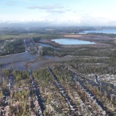 Ennallistettua suota Jäälissä, Oulun lähellä. Ojia on tukittu, jotta humuspitoinen vesi ei päätyisi jokiin ja sitä kautta Itämereen.