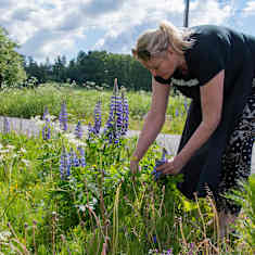 A woman pulls out lupines by the roadside.