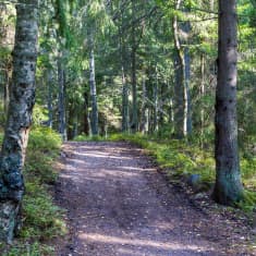 En skogsväg bland träden.