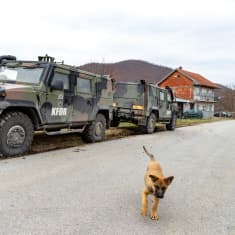 Bepansrade fordon vid en väg, i förgrunden en ljusbrun hund.