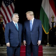 Viktor Orbán och Donald Trump står framför en trappa med röd matta och ser på varandra. På en trappavsats bakom den står en amerikansk och en ungersk flagga.