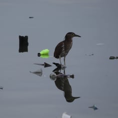 Muuttolinto lepää Manilanlahdella Filippiineillä meressä kelluvien roskien päällä.