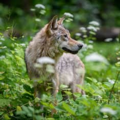 En varg fotograferad från sidan medan den står bland växter och blommor i en skog.