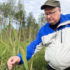 Biologi Janne Lampolahti tutkii suokasvillisuutta ennallistetlulla Porsmusansuolla Eurajoella.