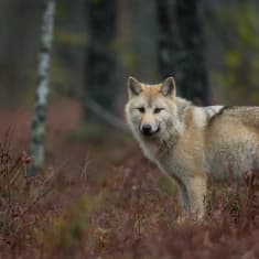 En varg i skogen på hösten.