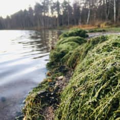 Högar med växten vattenpest på stranden till en sjö.