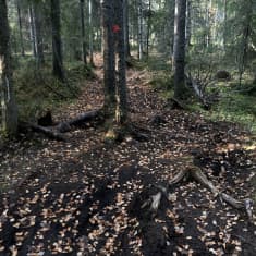 Kulunutta ulkoilupolkua Rovaniemen Ounasvaaralla.