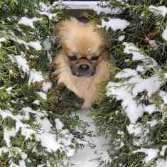 En liten hund tittar ut mellan snötäckta tujor.