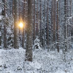 Laskeva aurinko pilkistää kuuraisten männynrunkojen välistä