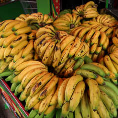 Massor bananer i en fruktbutik i Colombia.