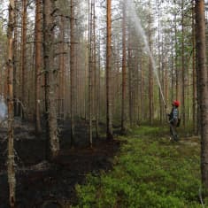 Mies, jolla on päässään punainen lippalakki, sammuttaa hallitun metsäpaloalueen reunaa.