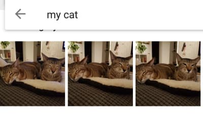 Katter i Googles bilddatabas.