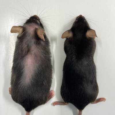 En  bild av två möss bredvid varandra: den till vänster är fet och grå, den till höger har mörk päls och verkar muskulös.