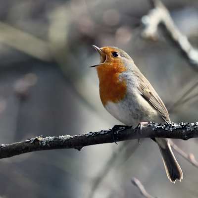 En grå fågel med rött bröst och ansikte sitter med öppen näbb på en gren. Det ser ut som om fågeln skulle sjunga.