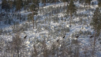 Älgar springen i skogen fotot är taget från en helikopter.