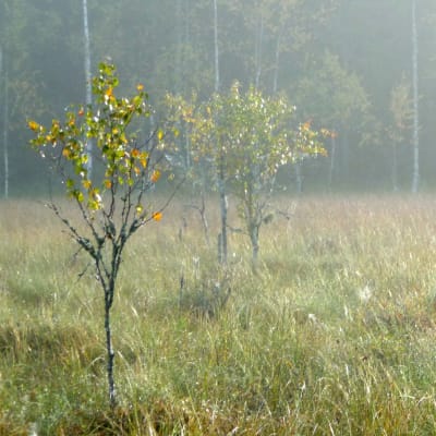 Kurjenrahka nationalpark