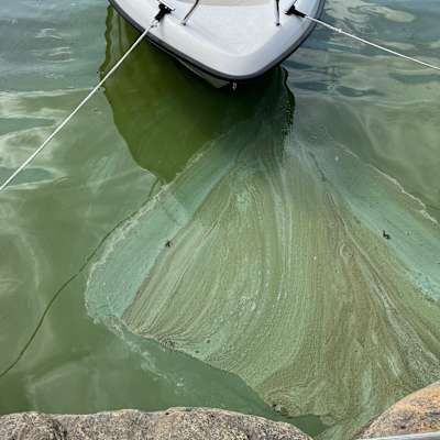 Algblomning  som färgat vattnet grönt vid en klippig strand. En båt ligger förankrad vid stranden.