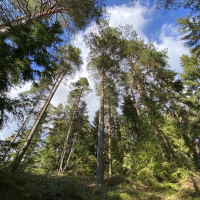 Tallar och andra träd i en skog mot blå himmel och vita moln. Solsken.