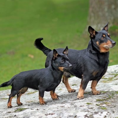 Två lancashire heeler-hundar som står på en sten.