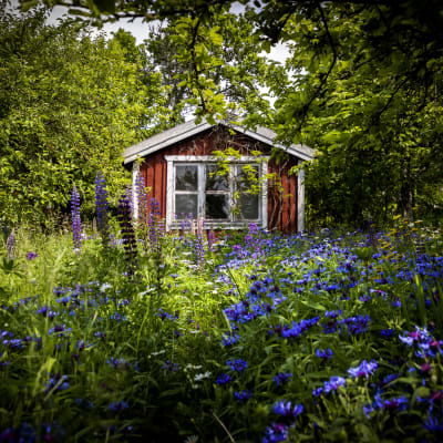 En liten röd stuga på en kolonilott med en äng med sommarblommor.