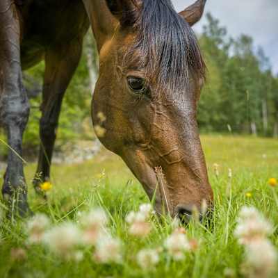 En häst böjer ner huvudet och äter på en grönskande äng.