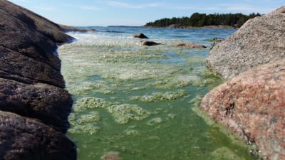 Algblomning i Houtskär.