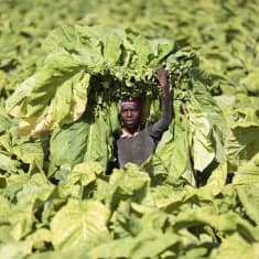 Työntekijä kantaa tuoreita tupakkakasvin lehtiä Zimbabwessa.