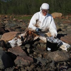 WWF:n vapaaehtoinen puhdistaa rantaa. 