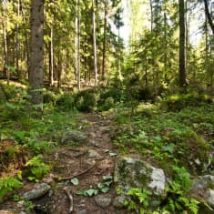 Polun päälle kaatunut puu Kuopion Puijolla