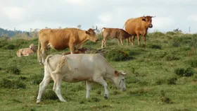 Что такое стиль vaca vieja и зачем есть мясо старых коров — рассказывает мясник