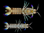 Odontodactylus cultrifer, author: Porter, Megan