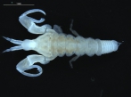 Nototanais antarcticus (Hodgson, 1902), male, dorsal, author: Blazewicz, Magda