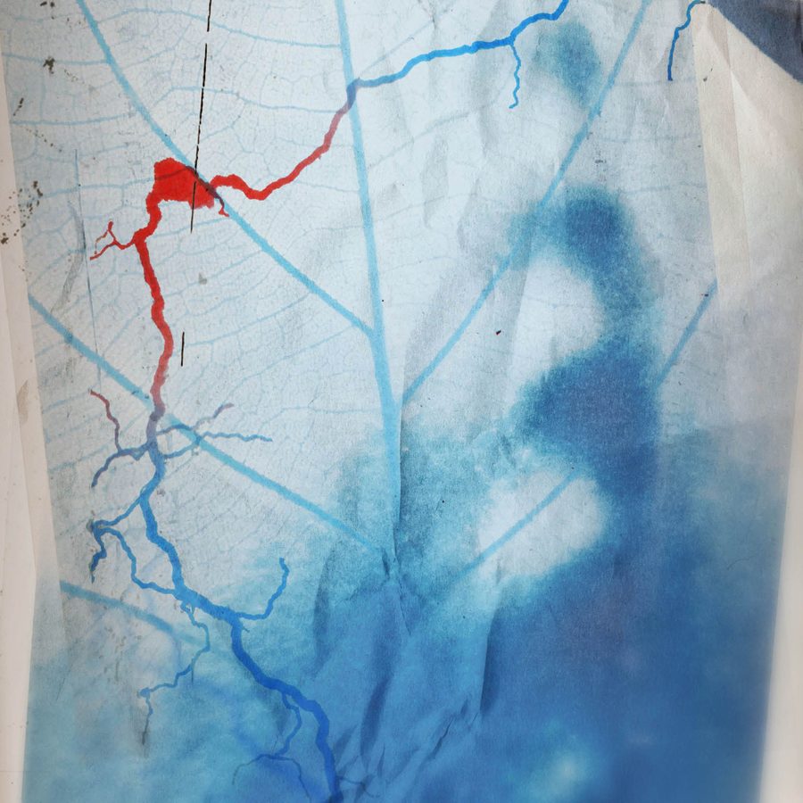 Artwork with two superimposed images, one of a very blurred human face over which is a translucent image of a leaf. On top of these is a meandering line in blue, red and blue again, that could be a river, or capilliaries.