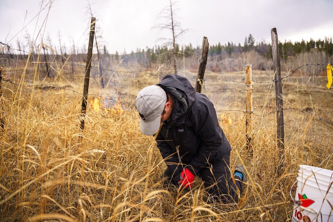 Learning from the land&hellip;
Masters students taking soil samples and analyzing burns. 

#indigenous #wildfire #bcwildfire 
#ngo #gatheringvoices #bcwildfires #culturalburning #ecosystemrestoration #bc #prescribedfire #prescribedburns #indigenousca