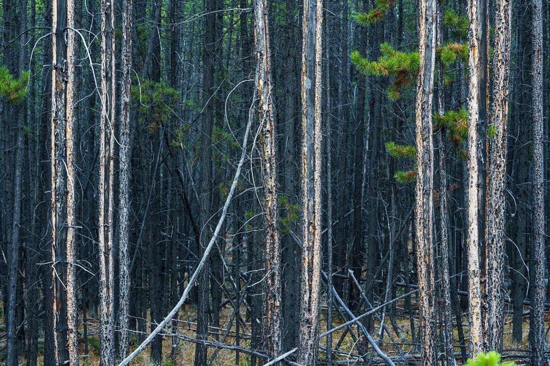 Unhealthy Forest Fuels Wildfires 

These photos showcase how logging and mono culture leads to unhealthy forests. Reduced
biodiversity and increased flammability is prime fuel for
devastating wildfires. 

It&rsquo;s time to embrace Indigenous-led e