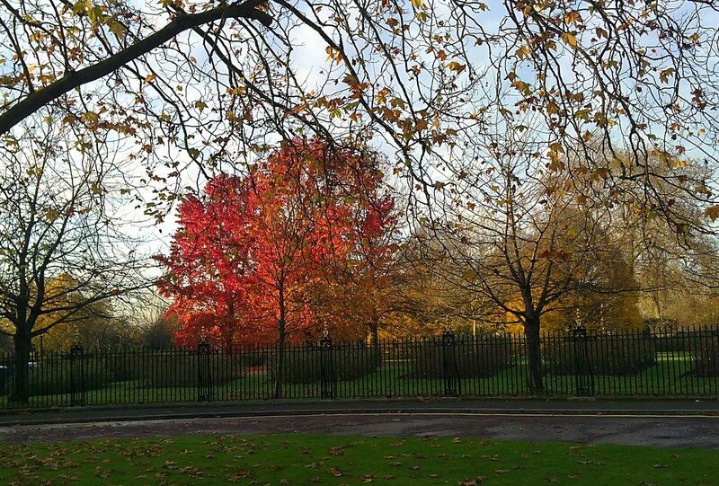 Regents park november 2014