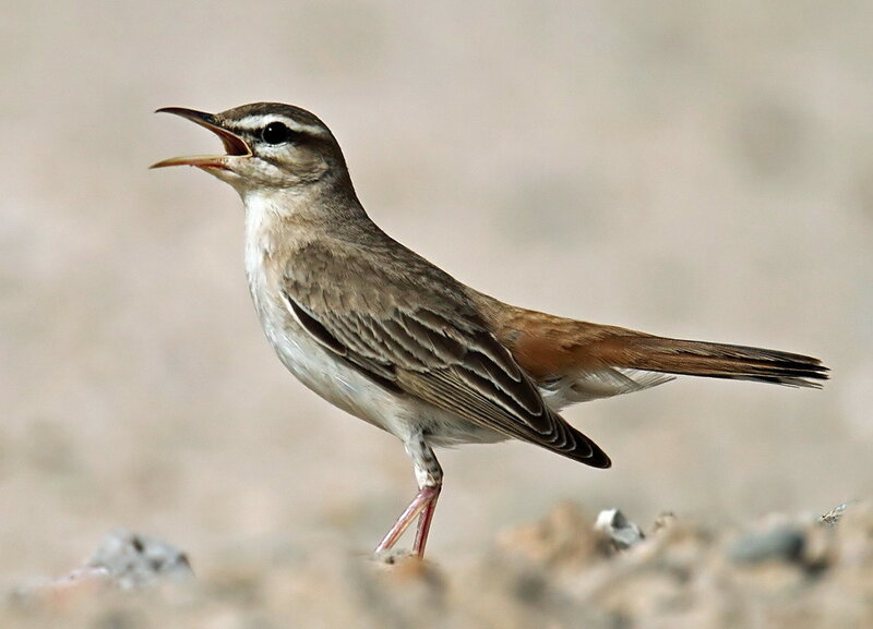 Rufous_Bush_Robin.jpg