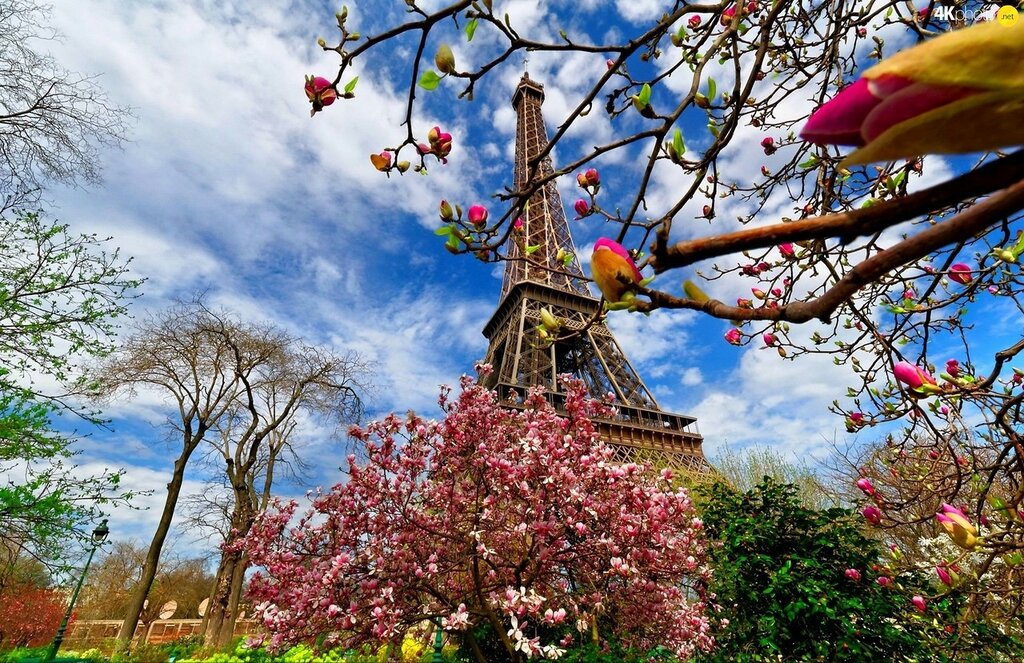 paris-spring-france-eiffla-flourishing-trees.jpg
