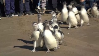 424194_46188000_El_rescat_de_14_pinguinets_0.jpg