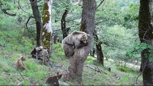 Neixen 16 cadells d'os bru al Pirineu: la població creix i la meitat són a Catalunya